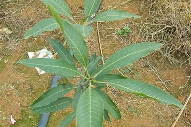 芒果树用什么肥料最好