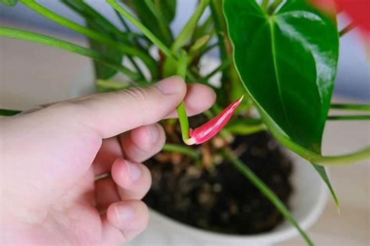 红掌不开花不长叶子 花前追施磷钾肥