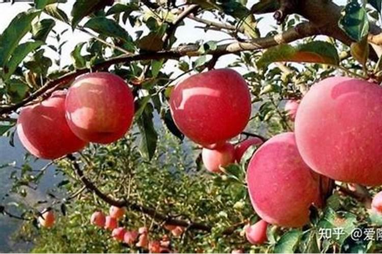 花草什么时候施肥最好 花草施肥时间