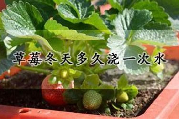 草莓多久追肥 草莓怎么施肥？