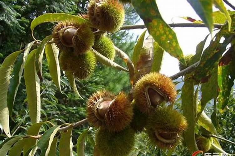 我想给栗子树施肥,该用什么肥料？