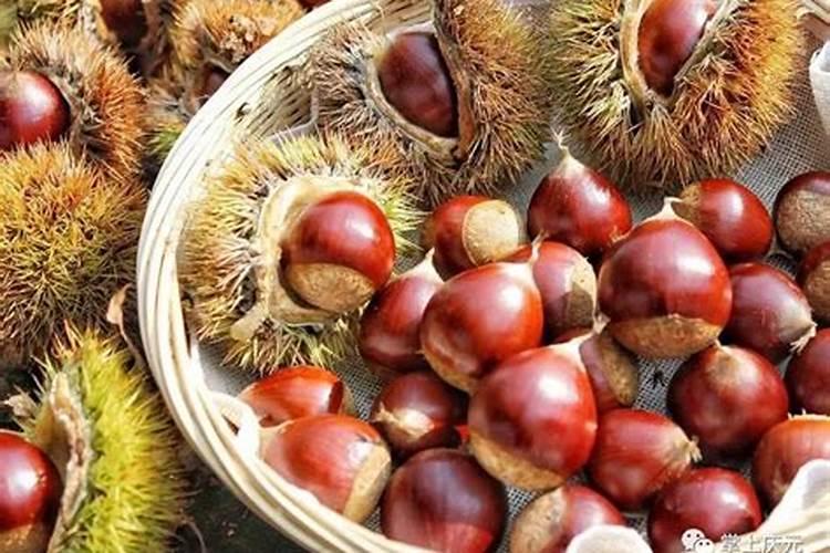 锥栗种植了半个月可以用尿素吗？