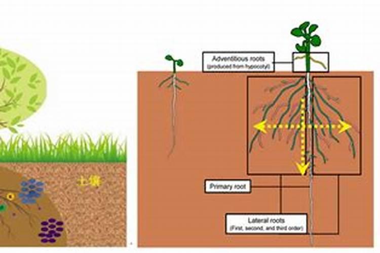 概述植物体对水分和无机盐的吸收、利用和散失过程