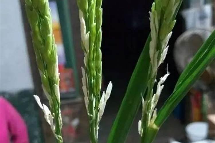 精草按磷按盐那个牌子的好