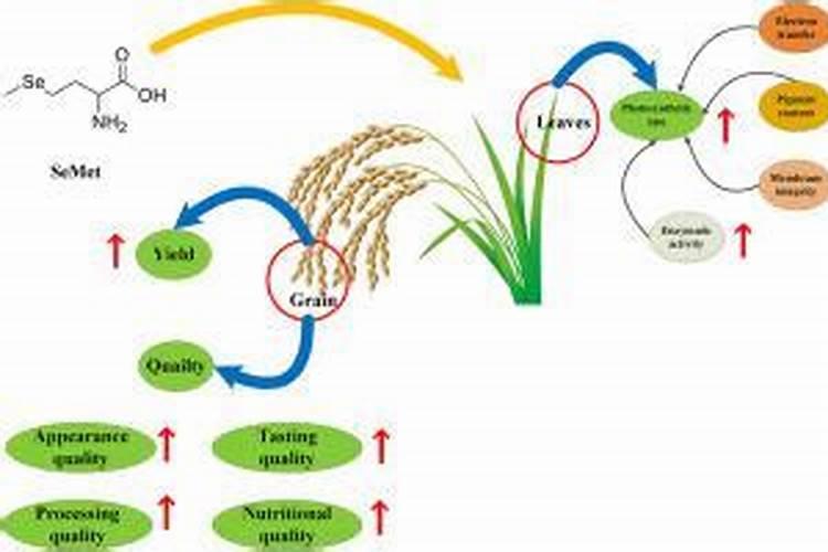 绿色优质富硒大米想要高产,种植技巧都有哪些？