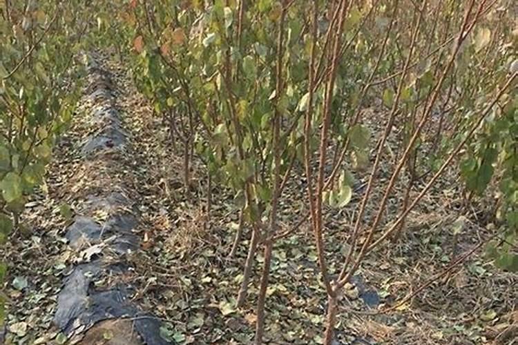 苹果什么时候剪枝最好