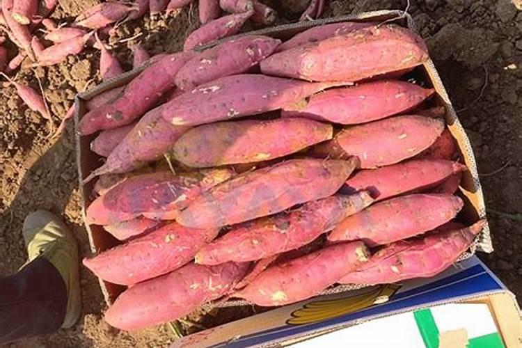 水溶肥每株苹果施多少斤