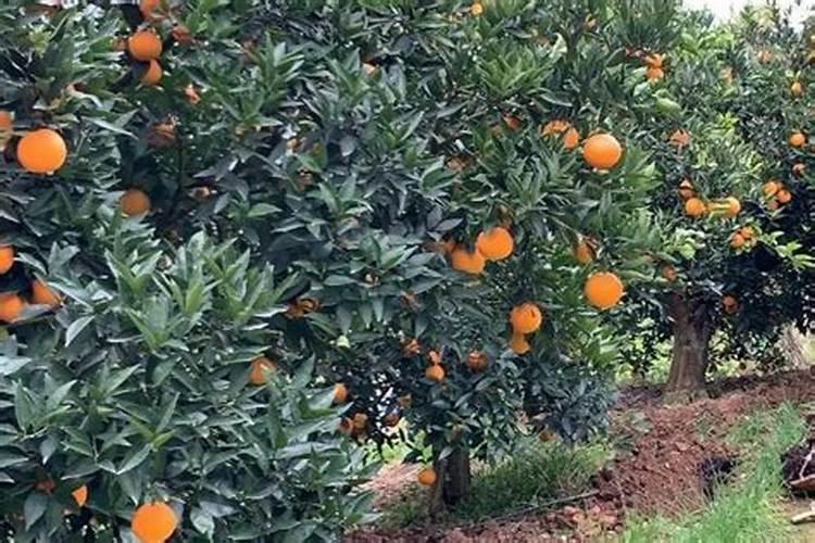 第一年新种的葡萄苗该施什么肥料