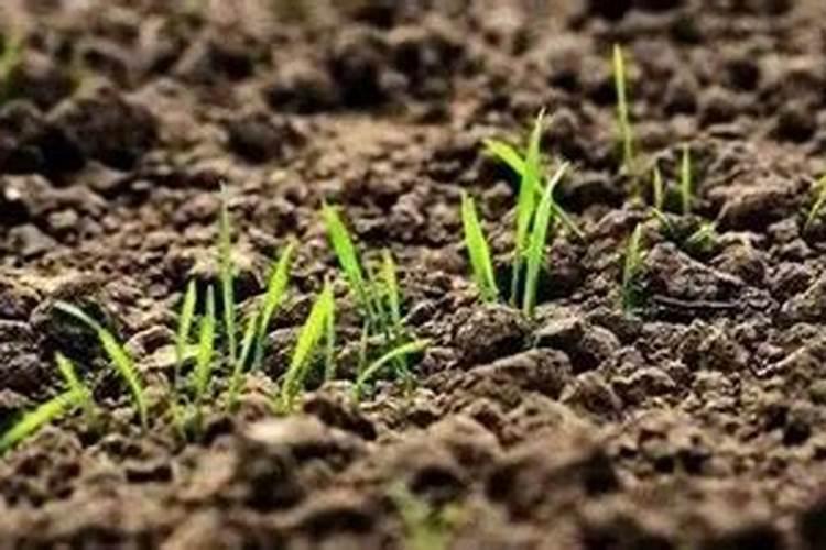 春季只给小麦浇水不上肥行吗？