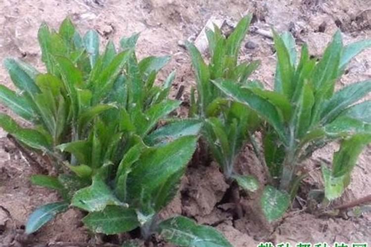 农博金草苍术如何种植？有哪些需要注意的？