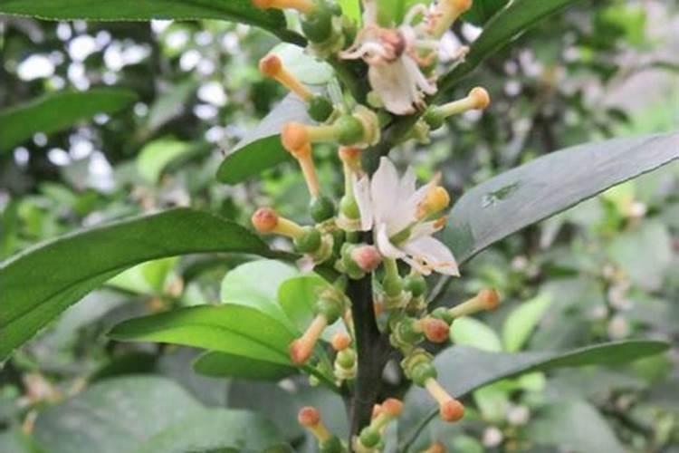 沙糖桔环剥过度叶子发黄怎么办,是不是耍淋什么肥料使树叶转绿？