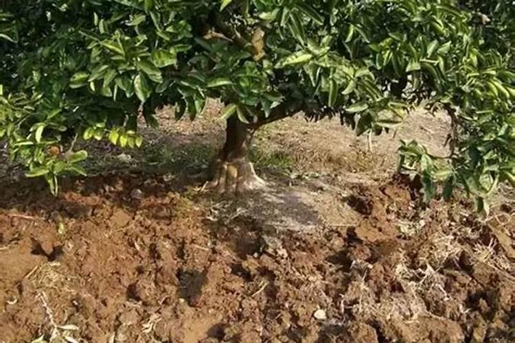 果树生根促根用什么效果最好？