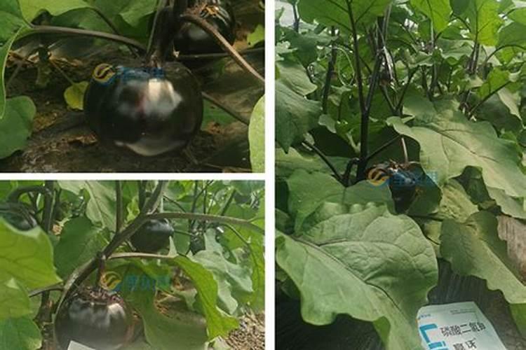 大姜叶黄叶病怎么办