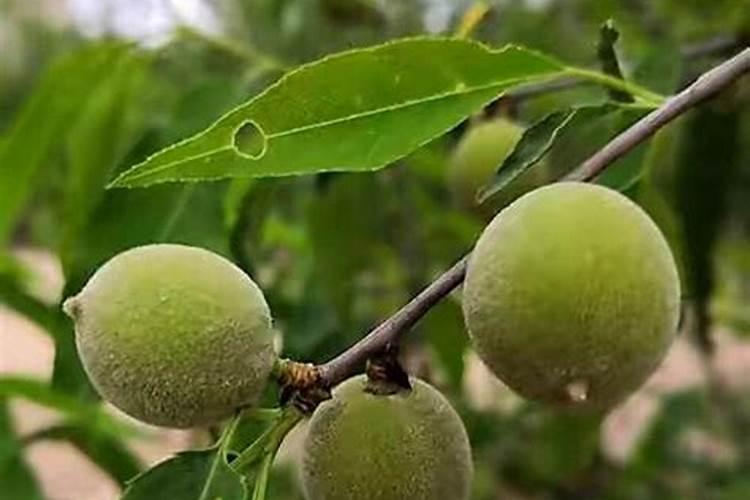 采用什么种植方法能种好五指毛桃