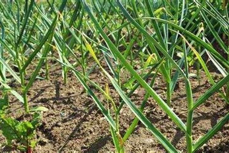 种大蒜什么肥最好