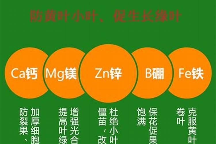 月季怎么施肥需要注意什么(月季各个阶段施什么肥)