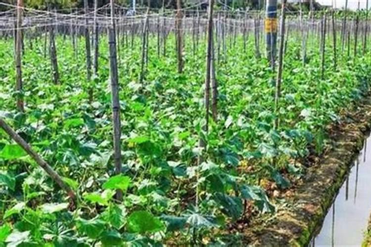 哪些农作物是忌氯作物？