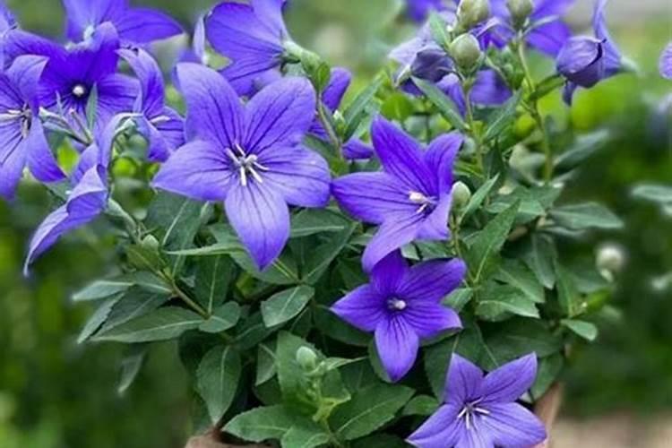 桔梗种植技术介绍