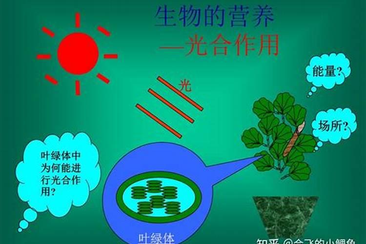 玉米肥100斤水可以下多少,尿素,