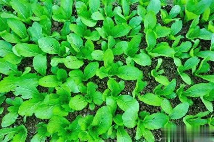 种番薯用什么肥料好？