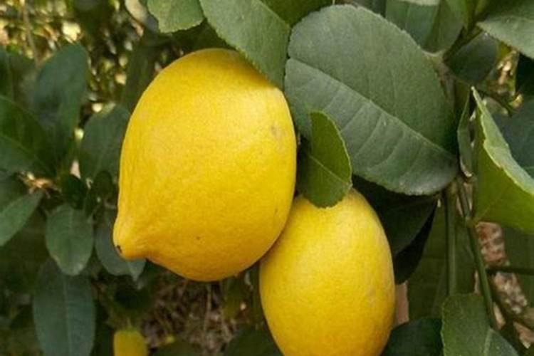 柠檬树有花苞了需要施什么肥