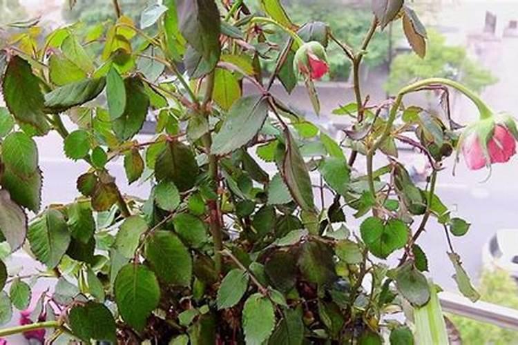 无土栽培的营养液怎么自己调配啊？