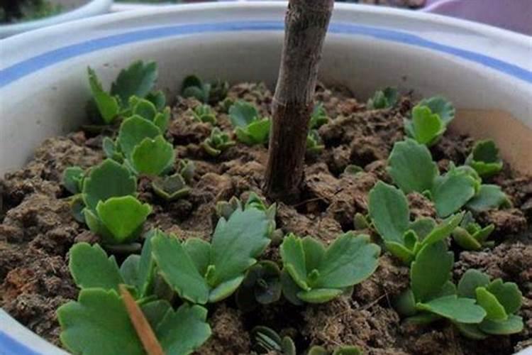 长寿花施肥方法,用什么肥好