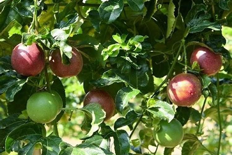 榴莲不熟打开了怎么催熟