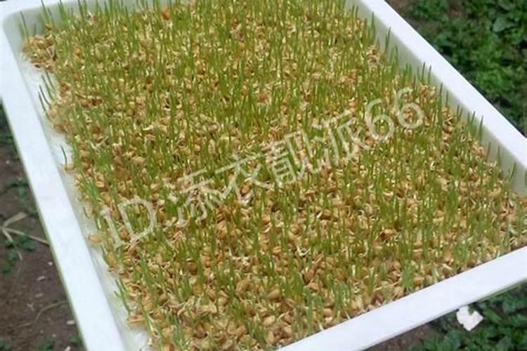 叶面肥什么时候打效果好