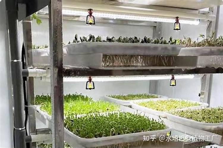 叶面肥在什么时候打好？