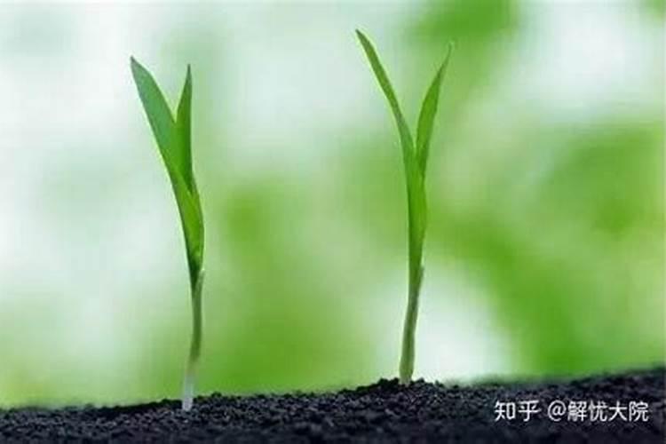 卢博士有机液肥怎么用