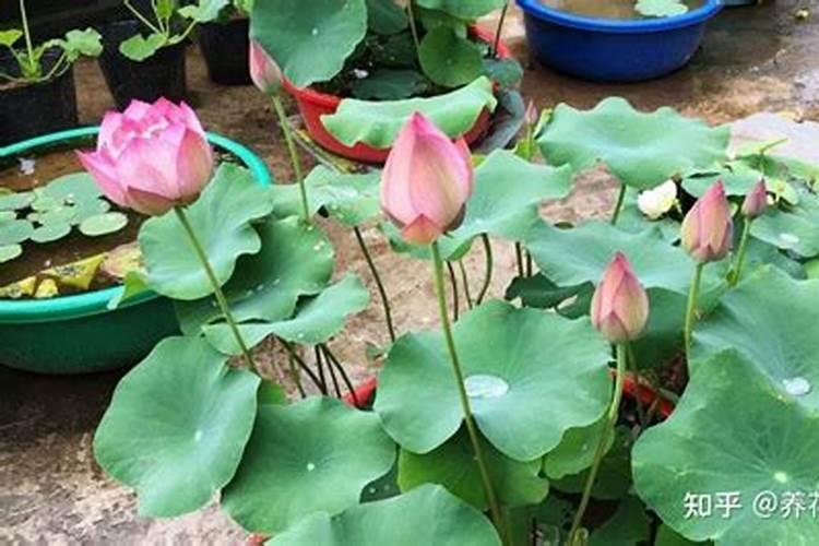 花的种类名称及图片