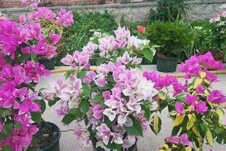 三角梅看到花苞后的施肥方法