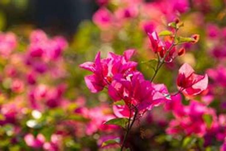 三角梅施什么肥三角梅怎么施肥