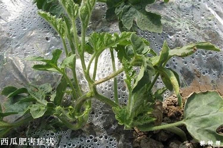 铜陵农资批发经销商有哪些