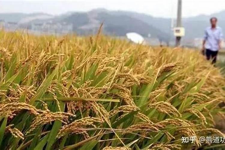 芸苔素的效果是什么？应该如何使用？