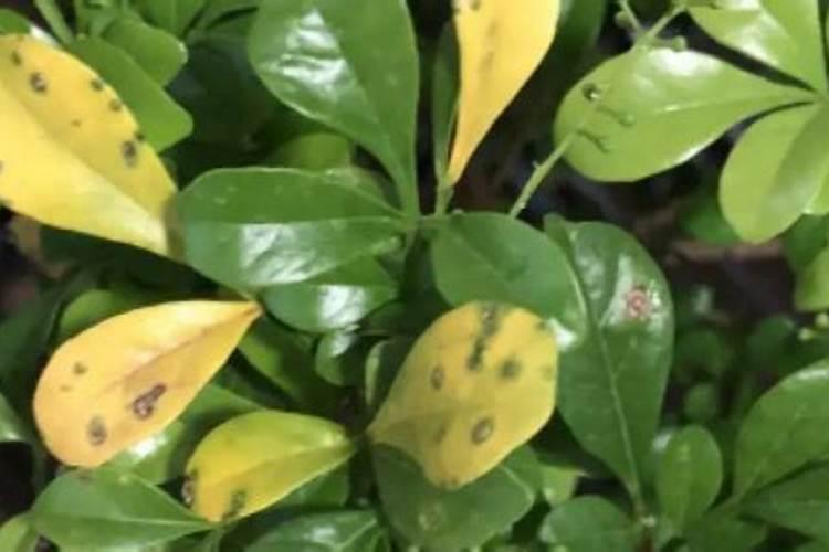 大棚蔬菜喷施硫酸锌过量有什么症状