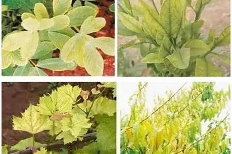 小麦为什么要喷锌肥 小麦缺锌的危害及喷锌方法