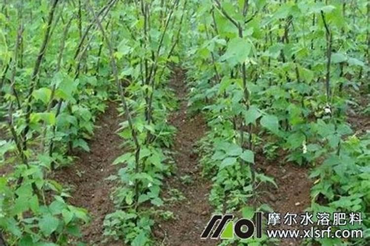 临沂河东片山食品厂怎么样