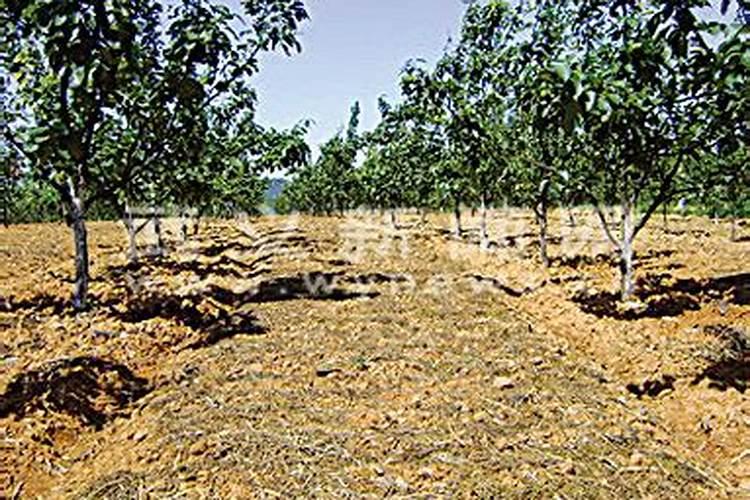 果树叶面肥配方大全