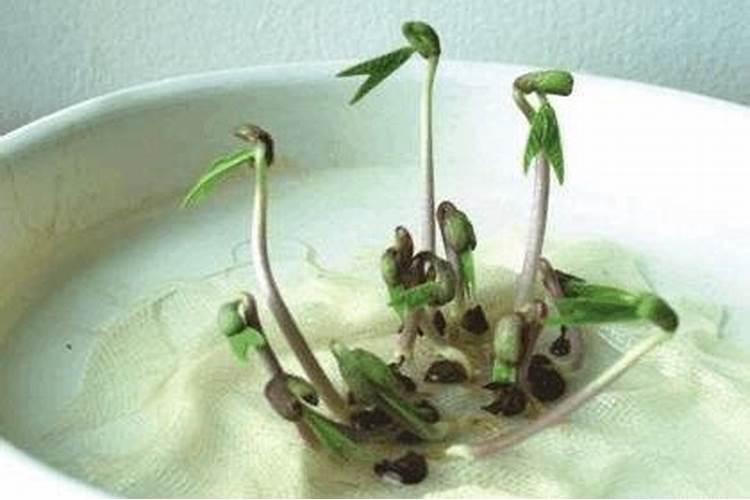 水培植物多久换一次水 为什么要换水