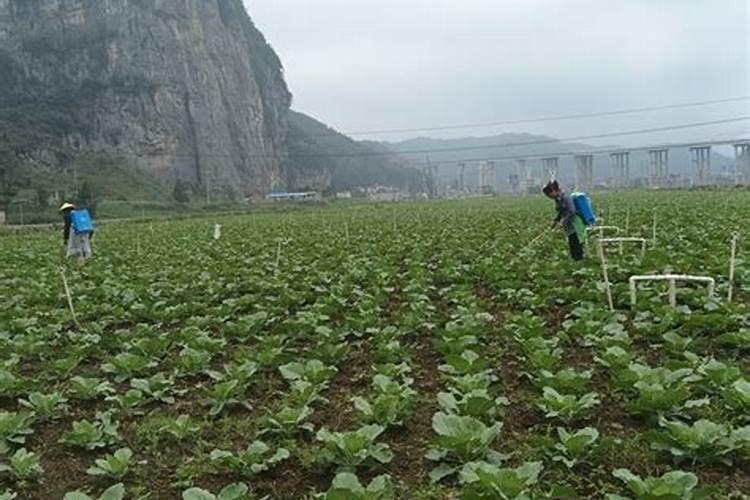 韭菜追肥用什么肥料好