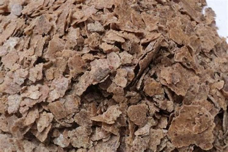 丹参种植方法及时间 丹参如何种植