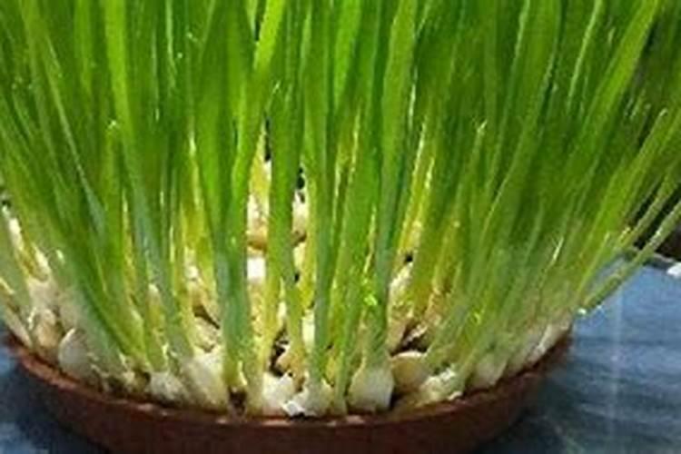 大蒜苗期用什么叶面肥