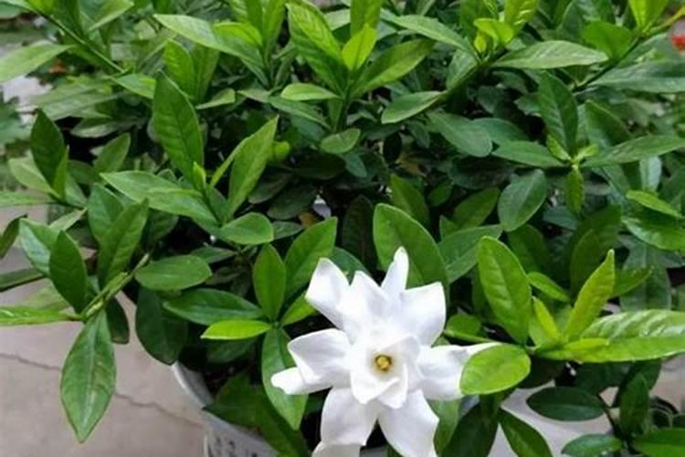 栀子花秋季怎么施肥