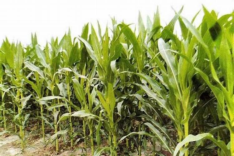 黄柏树追什么农家肥好