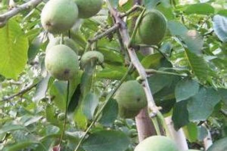 哪个比较知道核桃树怎么培育？有哪些注意事项