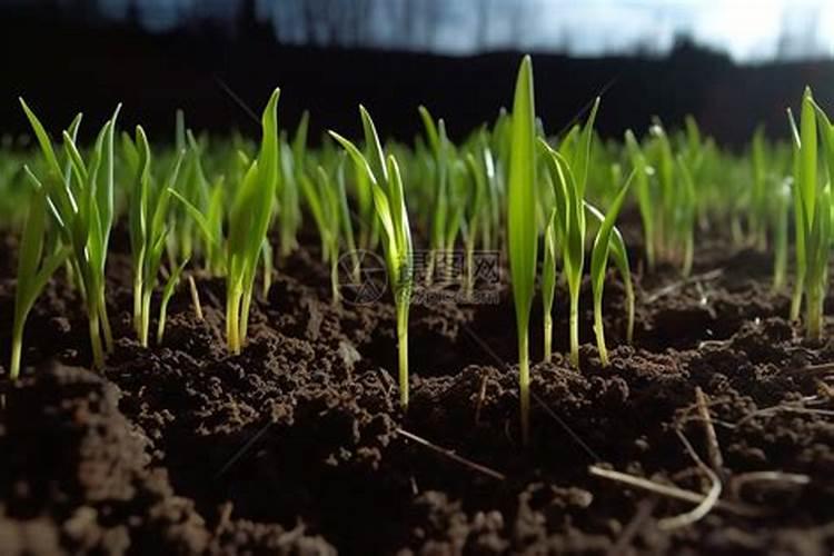 杨树施什么肥长得最快,怎么施肥？需要离树多远