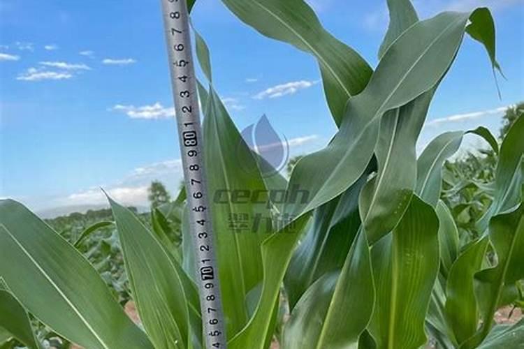 西红柿的种植用什么肥料好