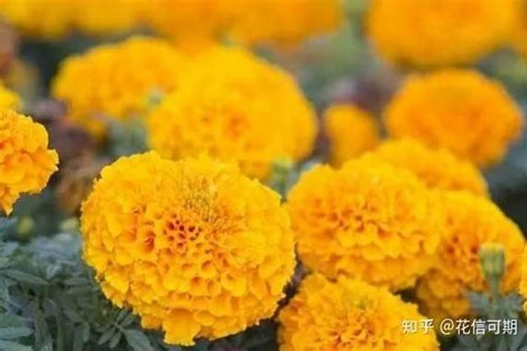 万寿菊中毒是怎么会事？